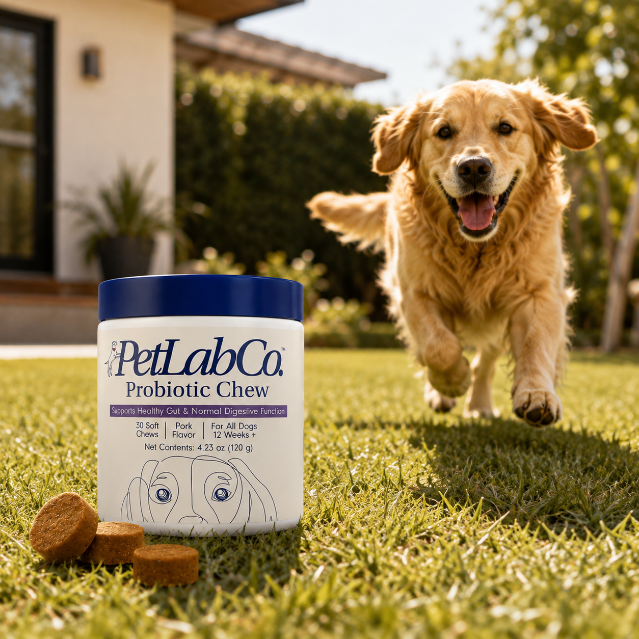 A golden retriever dog runs toward a PetLabCo Probiotic Chew container placed on a grassy lawn, with a few brown chew treats in front of the container.